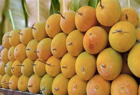 Buy Devgad Hapus Online | Devgad Alphonso Mango – AlphonsoMango.in