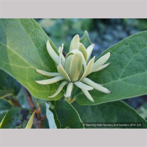 Calycanthus floridus 'Athens', Athens Sweet Shrub – Dancing Oaks ...