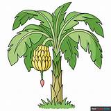 Drawing A Banana Tree