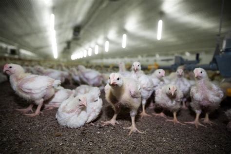 Sustainable Food Systems to Tackle Antimicrobial Resistance - Pandemics ...