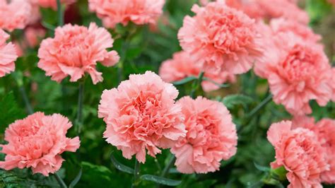 Carnation Flower Meaning Symbolism | Best Flower Site