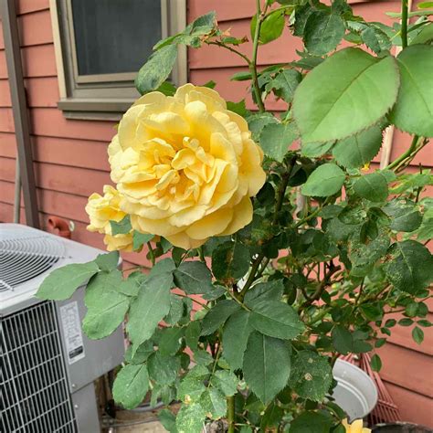 Black Spots on My Manchu Rose Leaves