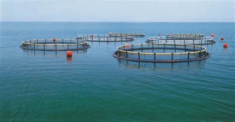 循环水养殖与静水池塘养鱼的主要区别是什么？ —【发财农业网】