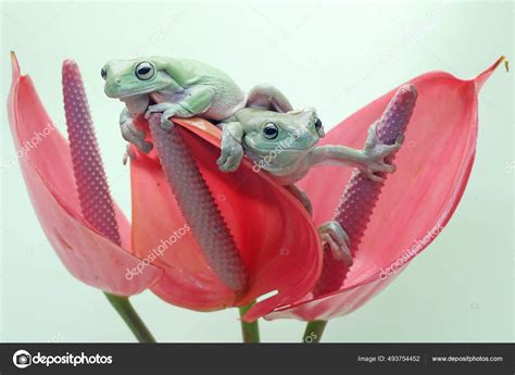 Image result for Pink Tree Frog