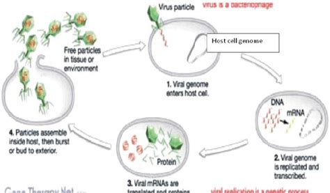 Image result for How Do Viruses Work