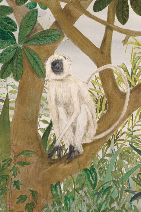 Shop Canvas & Paper Champa with Langur Print | Wild Garden — Tilla