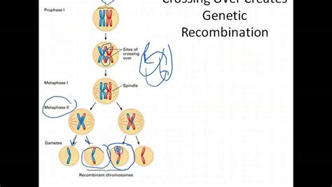Genetic Modification Variation Definition 的图像结果