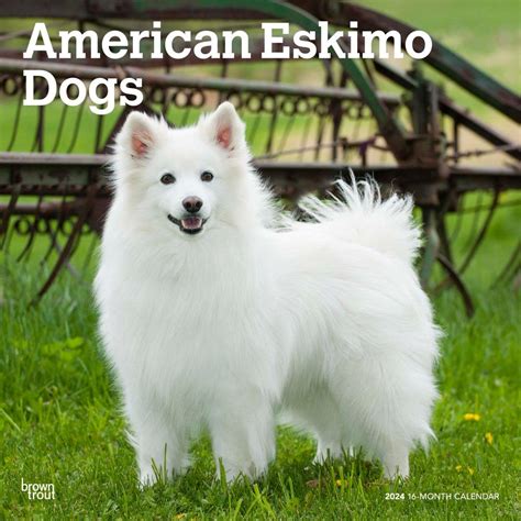 American Eskimo Dogs 2024 Square : Amazon.in: Books