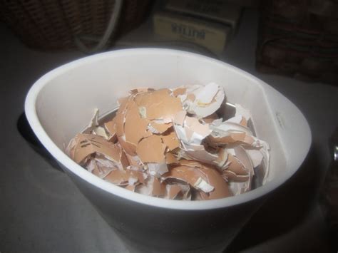 Image result for Egg Shell Recycle