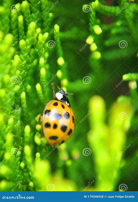 Lady Bug - Catarina Asiatica Stock Photo - Image of harmonia, lady ...