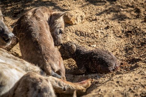 Hyena Birth – Moment of Magic - Africa Geographic