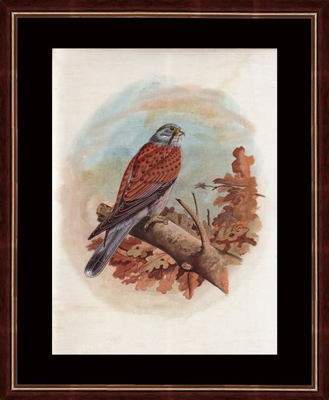 Splendid Indian Mughal Period Realistic Bird 'Falcon' Indian Miniature ...
