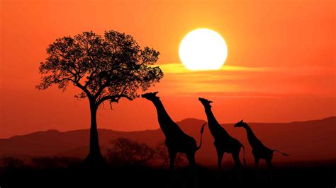 145 Fun Facts About Africa That Will Fascinate