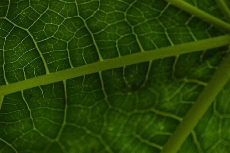 Image result for Tree Leaf Pattern