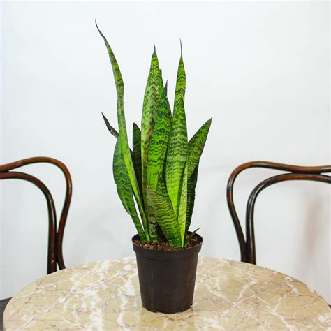 Sansevieria Tripasciata Plant,Zeylanica, Laurentii, Snake Plant, Best ...