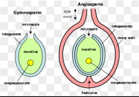 Distinguish between unitegmic and bitegmic ovule - Brainly.in