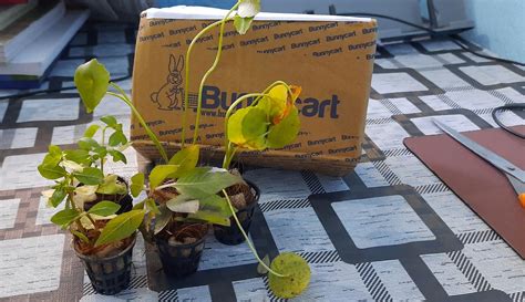 Bunnycart Hygrophila Compact Background aquarium plant : Amazon.in: Pet ...