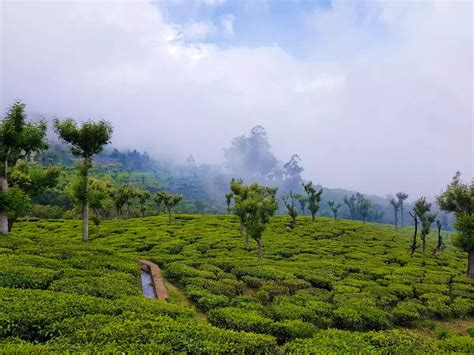 Is the scenic town of Lovedale as good as Ooty?, Tamil Nadu - Times of ...
