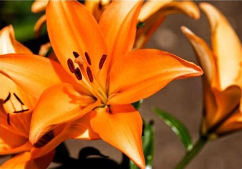 Avoiding Disaster: Common Houseplants Harmful to Your Cats – Curious ...