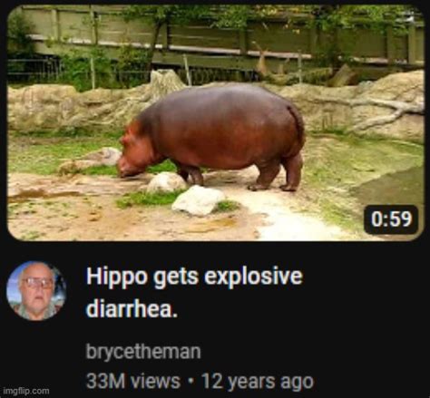 Image result for Hippo Has Exploding Diarrhea
