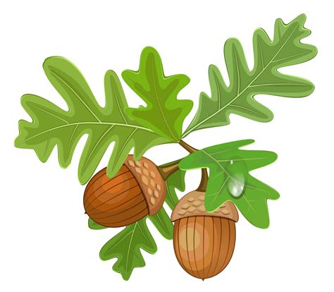 Acorn Royalty-free Clip art - Transparent Leaves with Acorns png ...