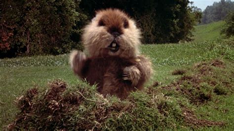 Push Button Caddyshack Dancing Gopher 的图像结果