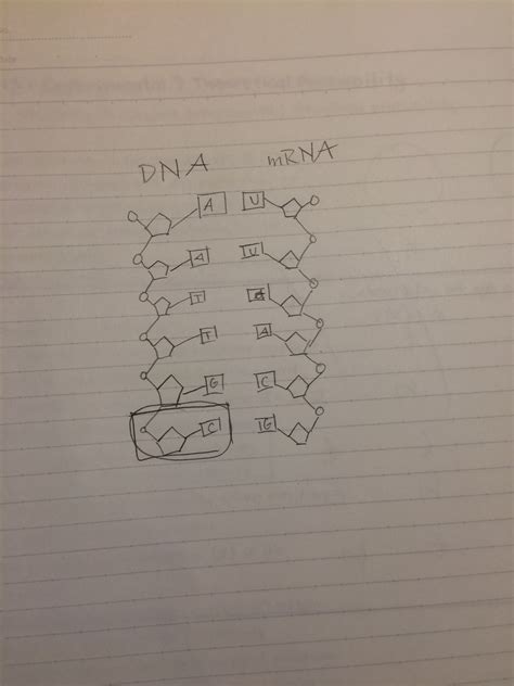 Image result for DNA Complementary Strand Drawing