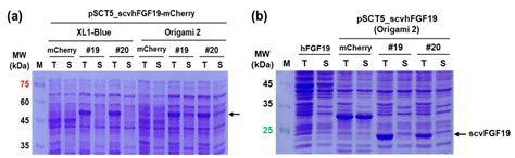Soluble Expression of hFGF19 without Fusion Protein through Synonymous ...