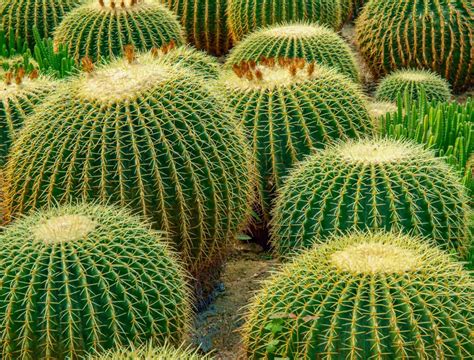 Golden Barrel Cactus Care - Spike & Bloom