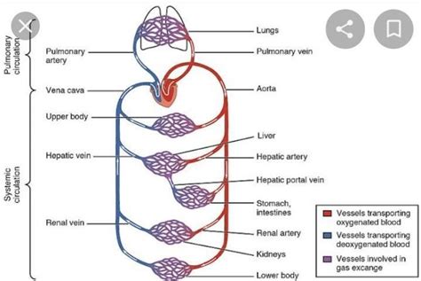 Difference between pulmonary and systemic circuit - Brainly.in