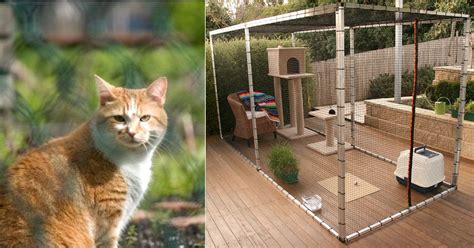 Image result for PVC Cat Enclosure