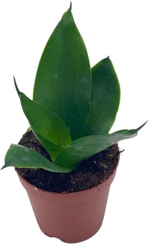 BubbleBlooms Black Dragon Snakeplant, All Green Snake Plant, India | Ubuy