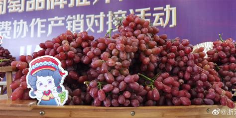 宁波首个甬凉消费协作水果——西昌晚熟葡萄上市了！_手机新浪网