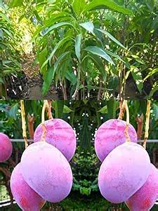 Guru24Hours™ Japanese Miyazaki Mango (Eggs of Sun) 3 Feet Japanese ...