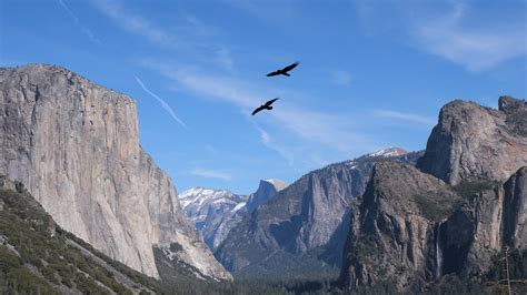 Officials thrilled after Yosemite rock climbers help endangered bird species in massive comeback ...