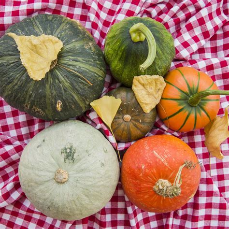 Types Of Squash Chart