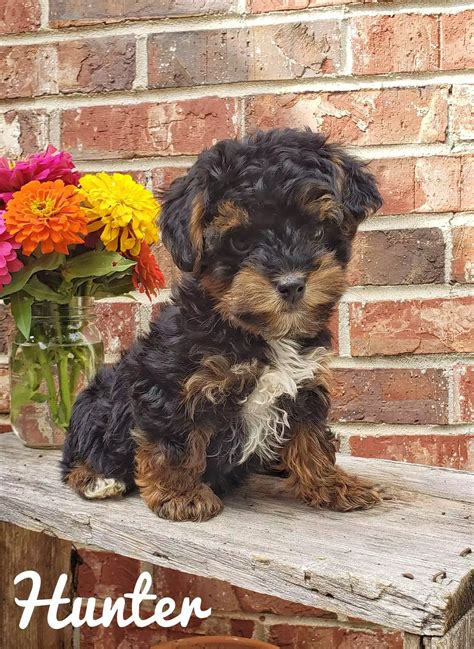 Yorkie Poo Puppies - Adorable Yorkipoo Mix for Sale | Crockett Doodles ...