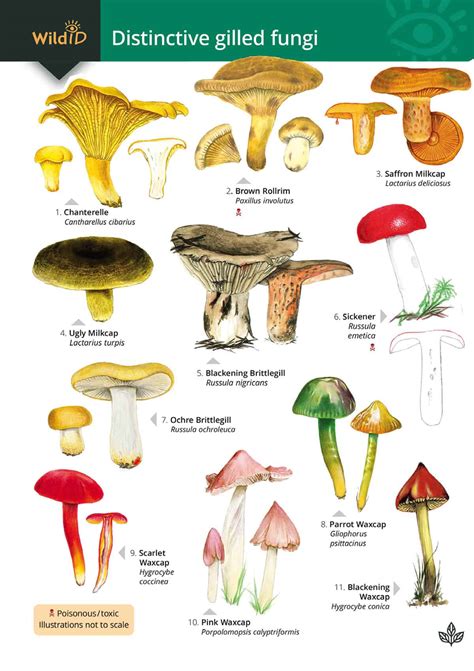 Names Of Fungi