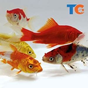 Toledo Goldfish and Koi | eBay Stores