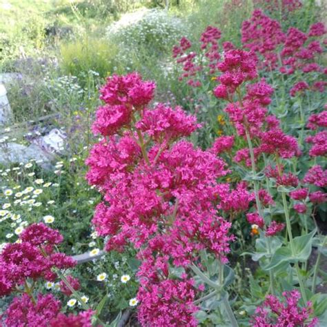 Mahmuz çiçeği (Centranthus Ruber) - agaclar.net