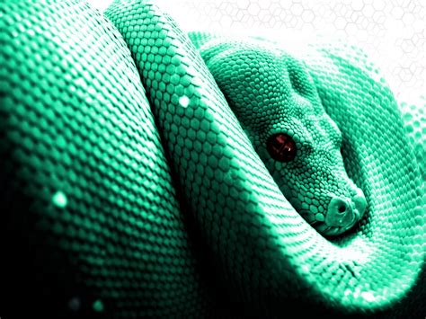 Image result for Python Reptile