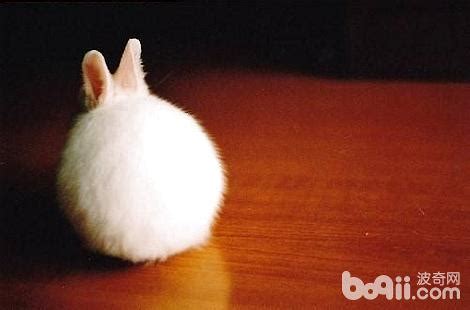 兔子的尾巴为什么那么短？_酷知经验网