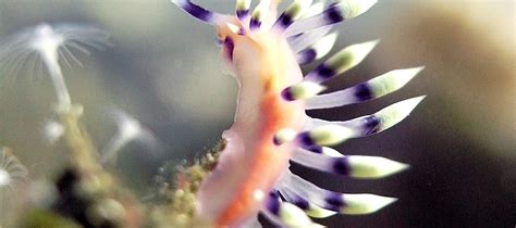 Explore the Depths: PADI Open Water Diver with 5 Star Dive Center in ...