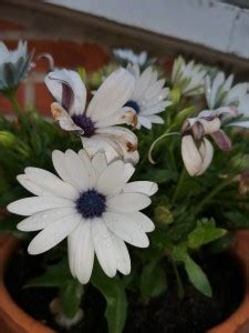 FEVESTA Organic Dimorphotheca Flower Plant Seed Price in India - Buy ...