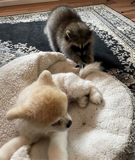 Are Raccoons Cats Or Dogs