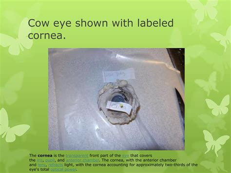 Cow eye – dissection and label | PPTX