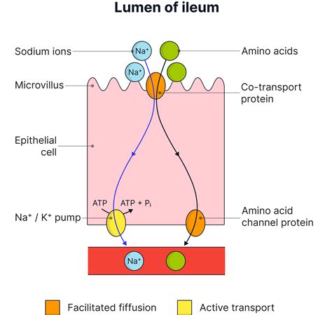 Absorption of glucose and amino acids - AQA A-Level Biology