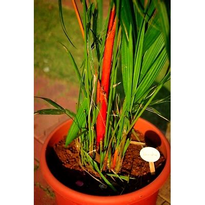 Red Palm | Premium Quality by Kensho Greenery | Indian Business Portal