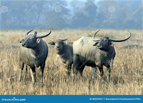 Asiatic Wild Water Buffaloes Standing at Grass Land Stock Image - Image of adults, wild: 48539447