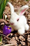 Image result for Picture of Easter Bunny Rabbit Mishap